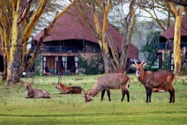Africké safari zájezd Keňa Naivasha Sopa resort
