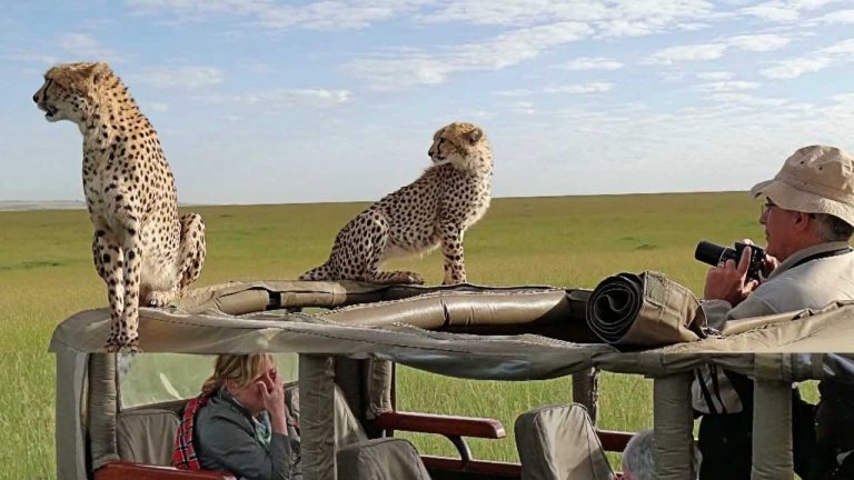 Africké safari zájezd Keňa gepardi na autě