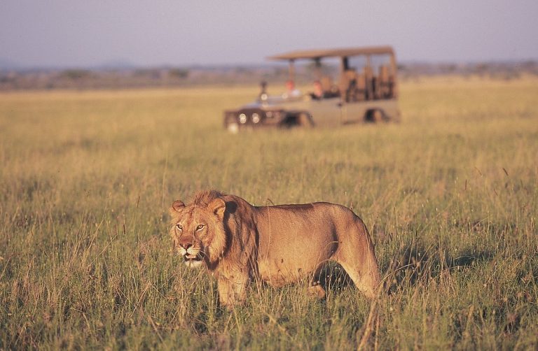 Africké safari zájezd Keňa setkání se lvy