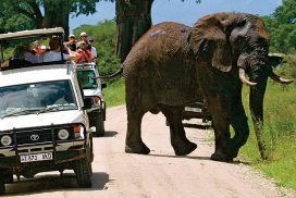 Africké safari zájezd Keňa slon na cestě