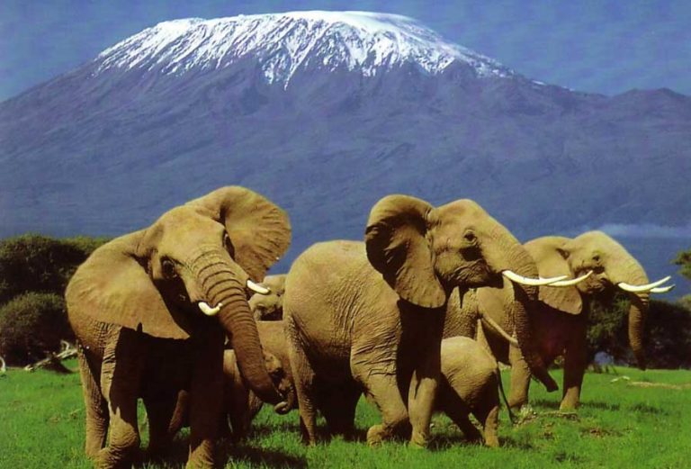 Africké safari zájezd Keňa sloni pod Kilimandžárem