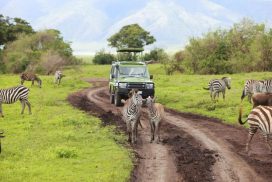 Africké safari zájezd Keňa stádo zeber na cestě
