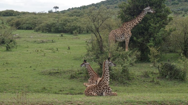 Africké safari zájezd Keňa žirafí rodinka