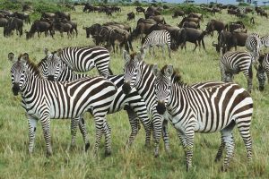 Národní park Naivasha Lake africké safari