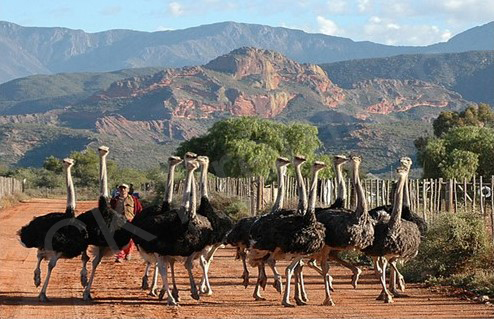 Safari Ostrich Farm - JAR