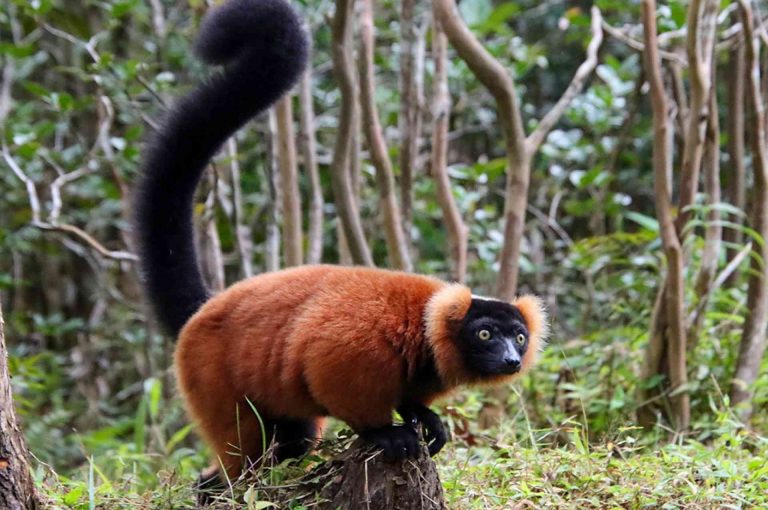 Madagaskar - lemur 3