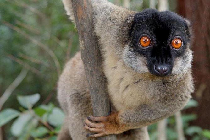 Madagaskar - lemur 1