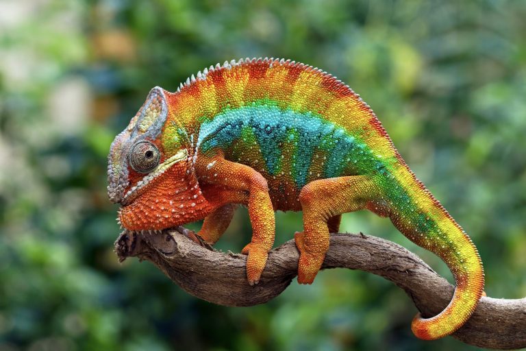 Madagaskar - chameleon 1