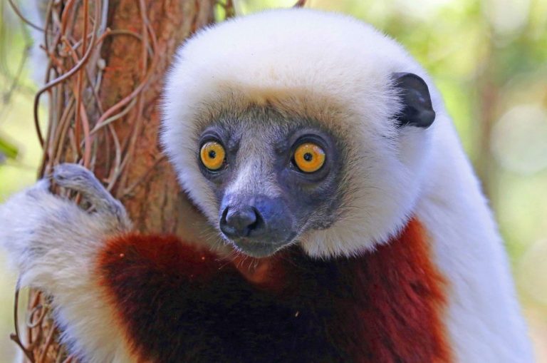 Madagaskar Lemur 4